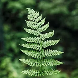 Image of a single fern